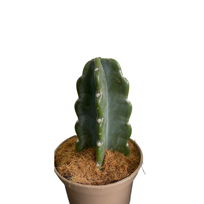 Cereus Jamacaru Cudly Cactus