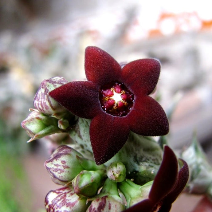 Caraluma hesperidum aka Orbea Decaisneana