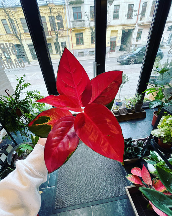 Aglaonema suksom jaipong