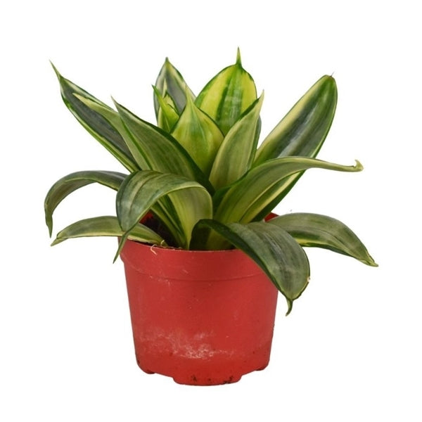 sansevieria silver frost hahnii Sansevieria Silver Frost Hahnii – Gipsygarden