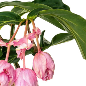 Medinilla Candy