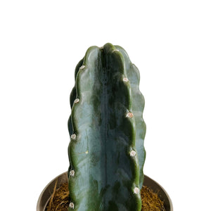 Cereus Jamacaru Cudly Cactus