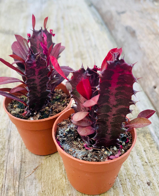 Euphorbia Trigona rubra