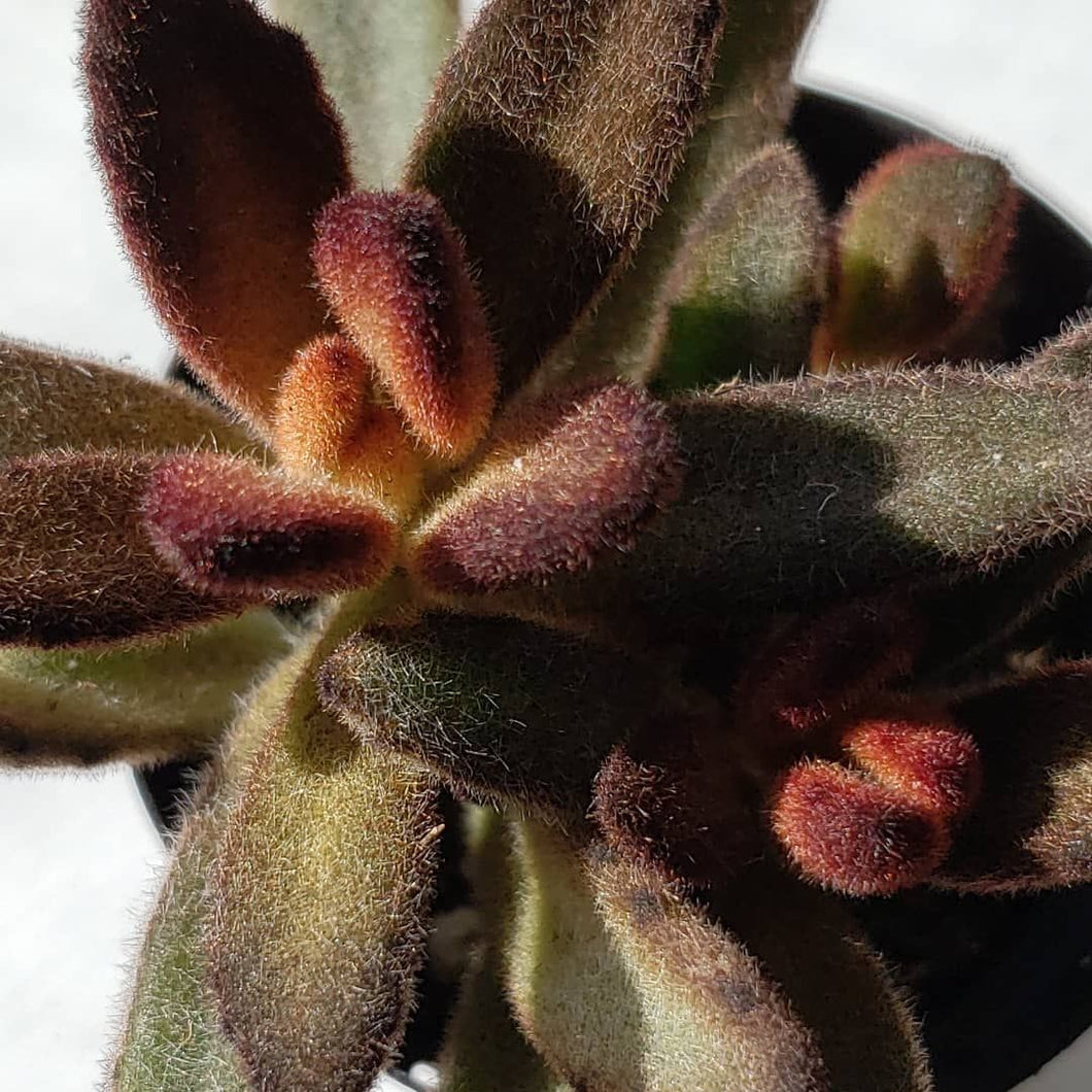 kalanchoe cinnamon succulent Kalanchoe tomentosa cinnamon – Gipsygarden