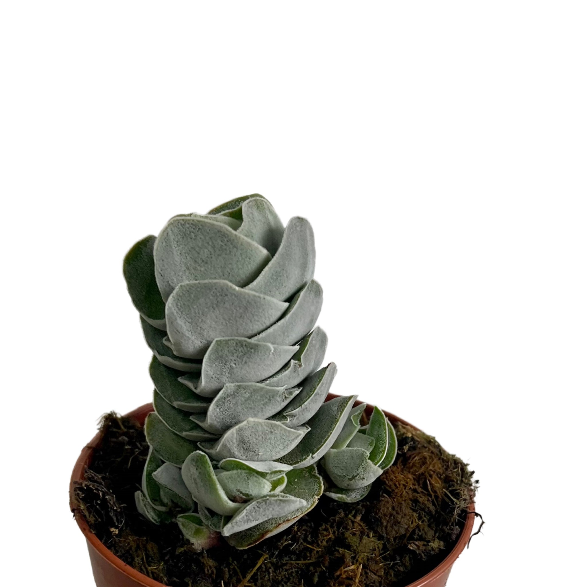 pangolin succulent Crassula perfoliata Pangolin – Gipsygarden
