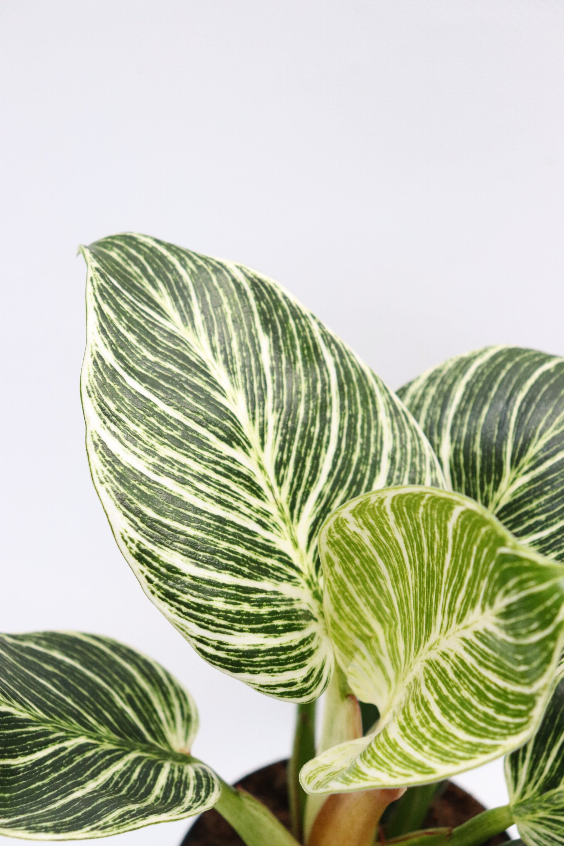 philodendron white measure größe Philodendron birkin White measure – Gipsygarden