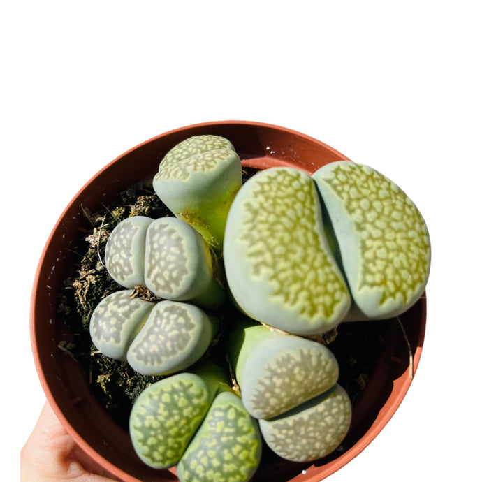 Lithops Green