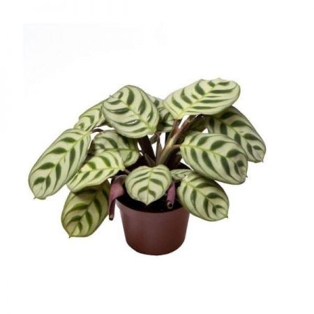 Maranta amabilis