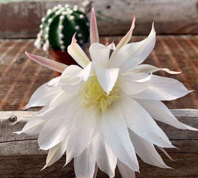 Echinopsis subdenudatum