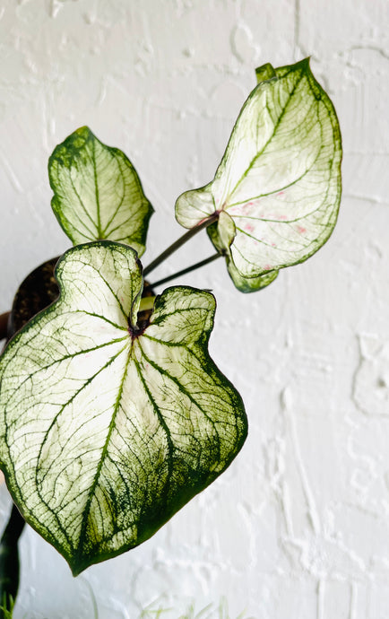 Caladium Icicle