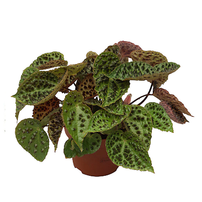 Begonia leaf Ferox