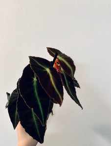 Begonia maculata Listada