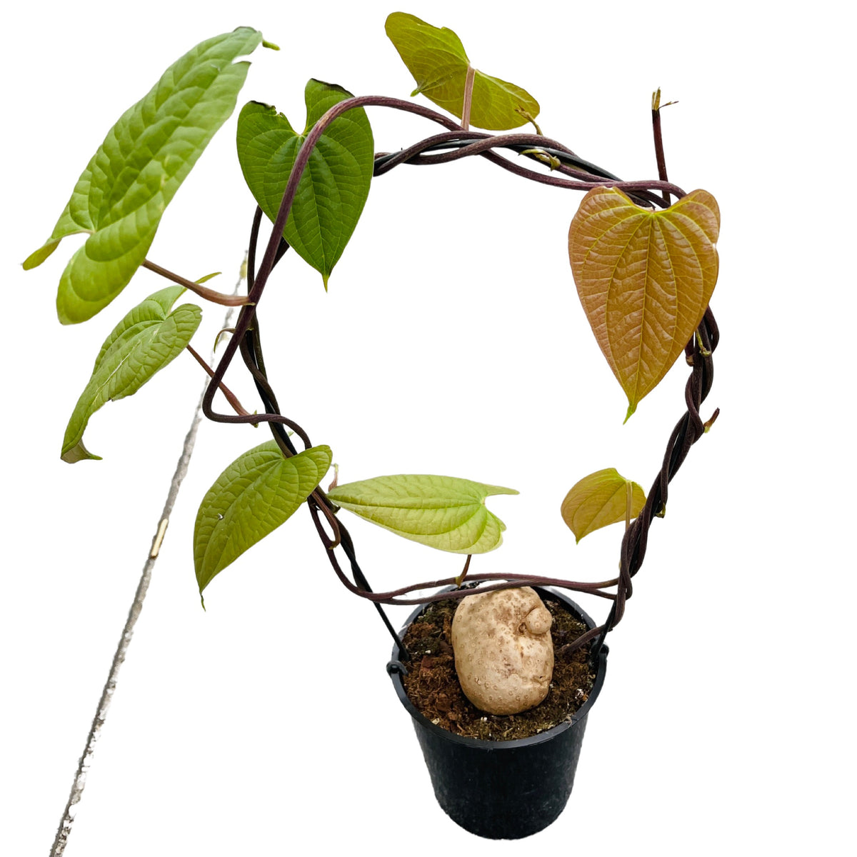 Dioscorea bulbifera Gipsygarden