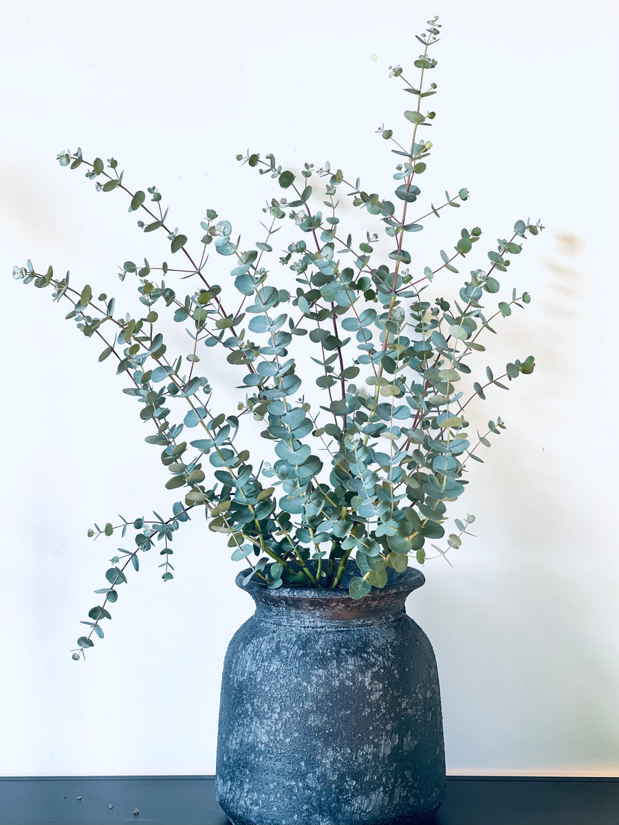 Eucalyptus gunnii blue ice – Gipsygarden