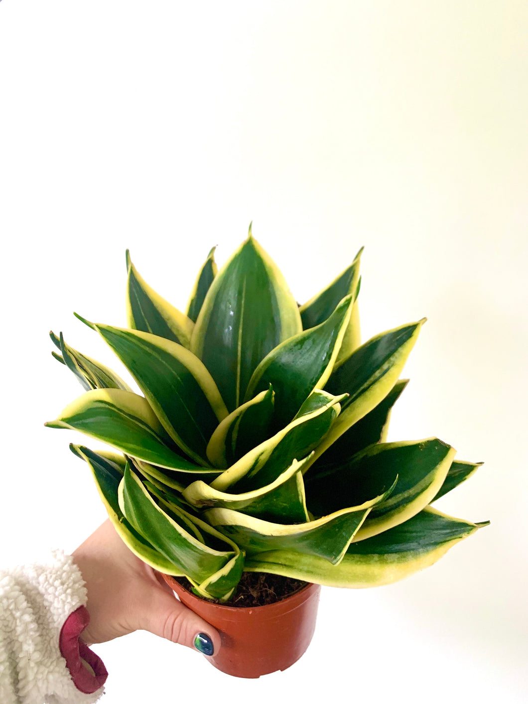 jade pagoda plant Sansavieria Jade Pagoda – Gipsygarden