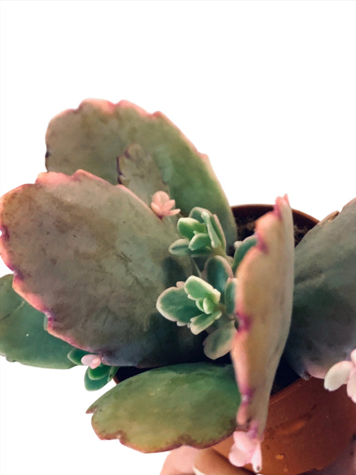 Kalanchoe Fedtschenkol