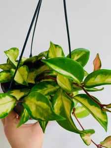 Hoya Tricolor