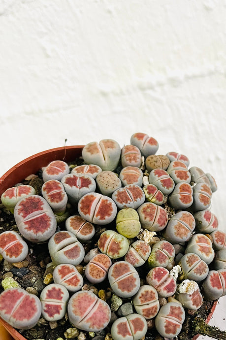 Lithops Living stones