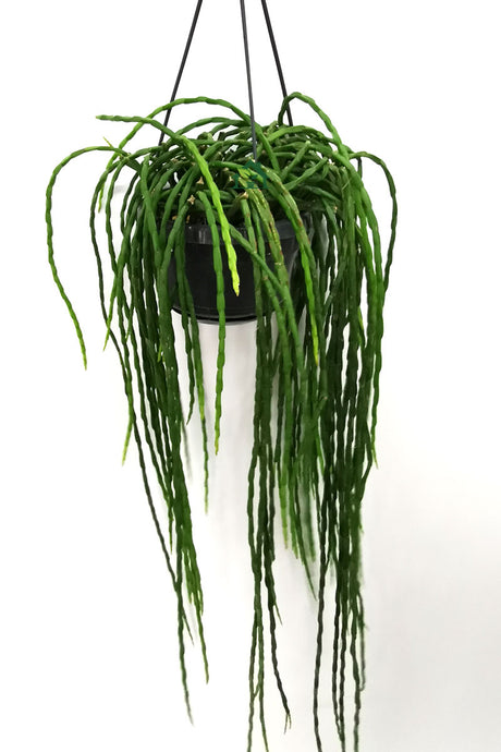 Rhipsalis paradoxa