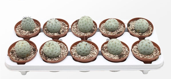 Tephrocactus geometricus