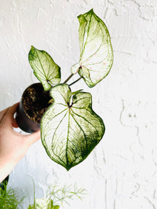 Caladium Icicle