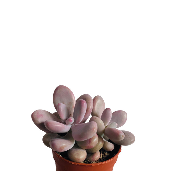 Pachyphytum cv.momobijn