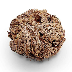 Rose of Jericho Selaginella lepidophyla