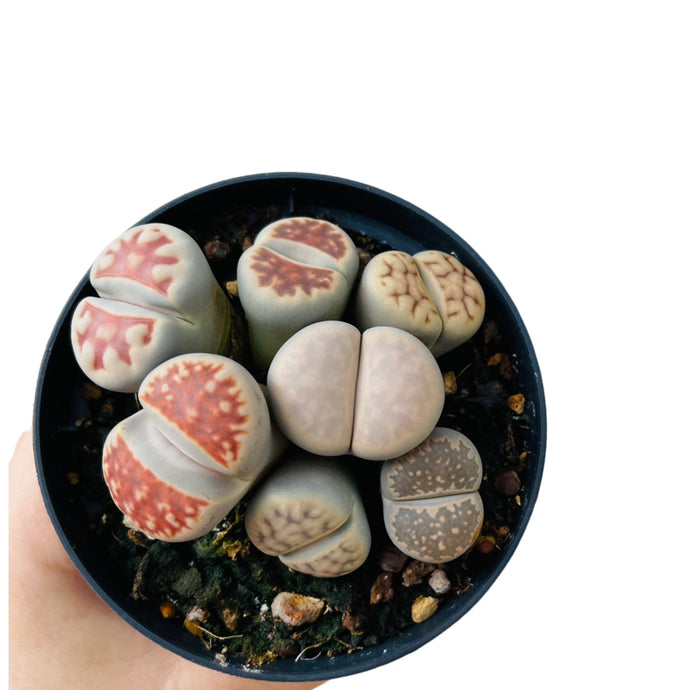 Lithops Ed