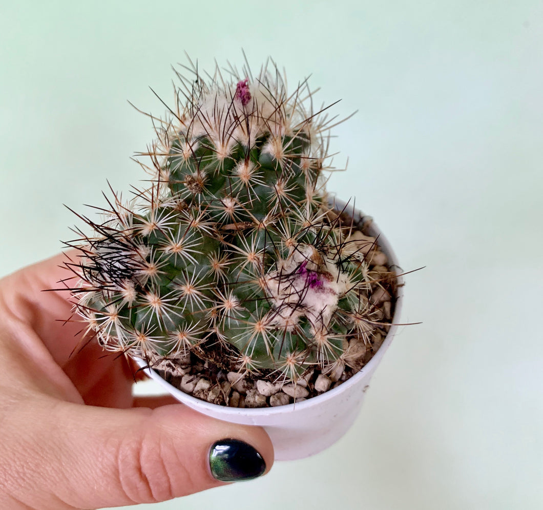 Turbinicarpus viereckii