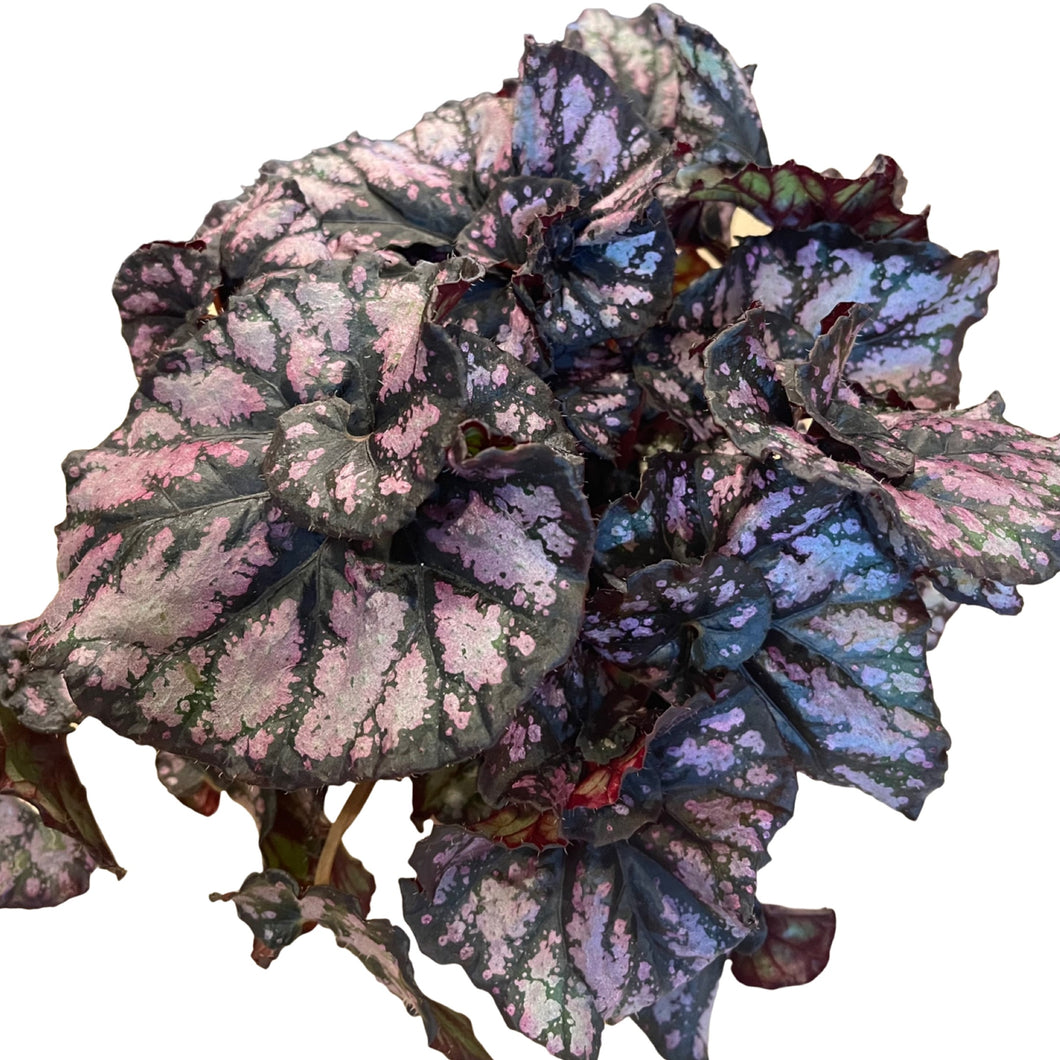 Begonia leaf Cumia aka Cumiana