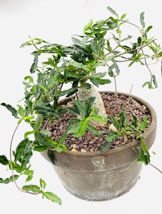 Fockea Edulis in a pot with a diameter of 17 cm