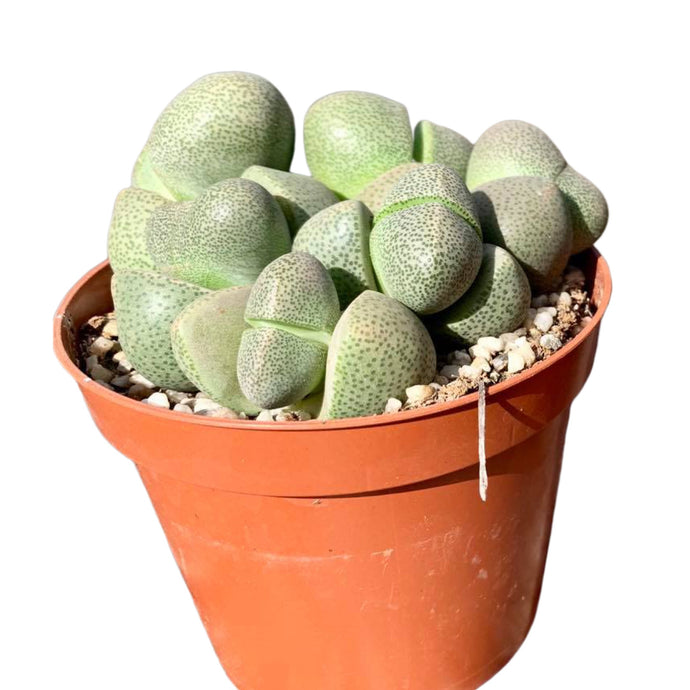 Pleiospilos nellii