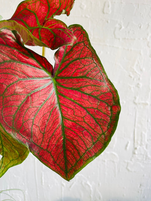 Caladium Valentina