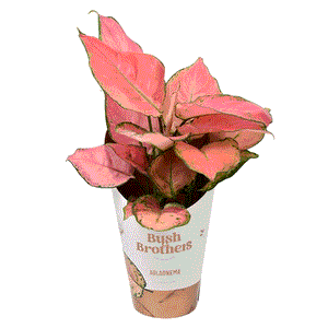 aglaonema pink star flower Aglaonema Pink Star – Gipsygarden