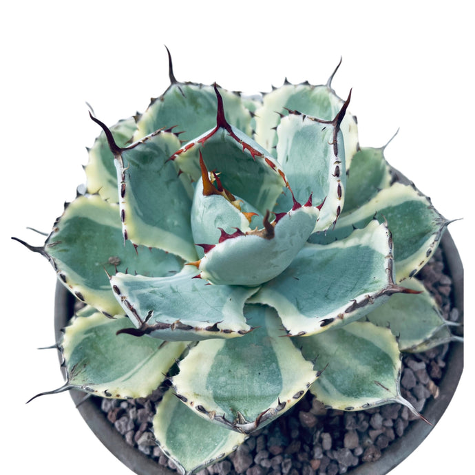 Agave Potatorum Kishou Kan