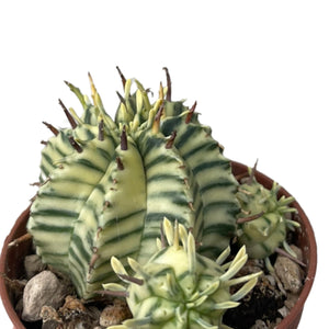 Euphorbia meloformis variagata