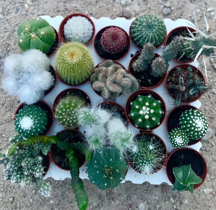 Cacti set 20 pcs.