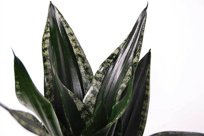 Sansavieria trifasciata Gray stripe