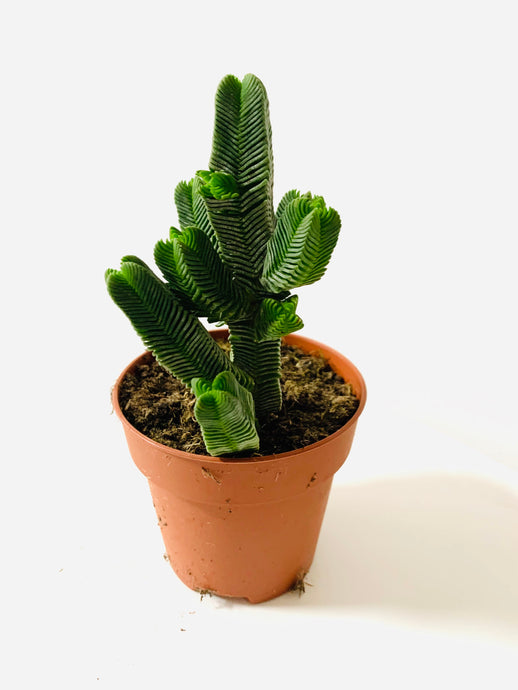 Crassula Pyramydalis