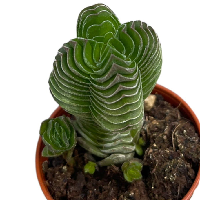 Crassula Budhas Temple Buddha temple