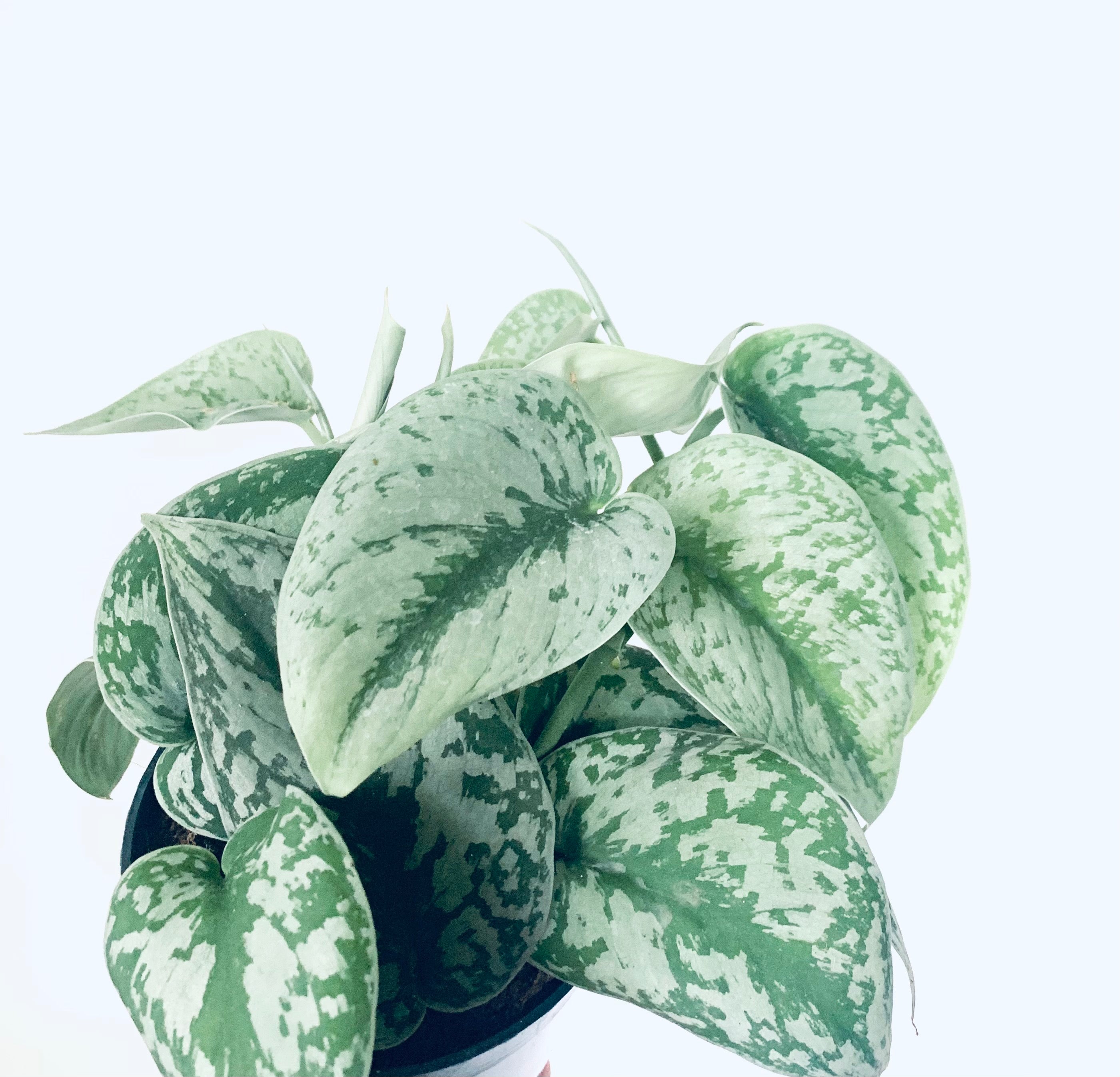 trebie pothos Scindapsus pictus Trebie/Exotica – Gipsygarden