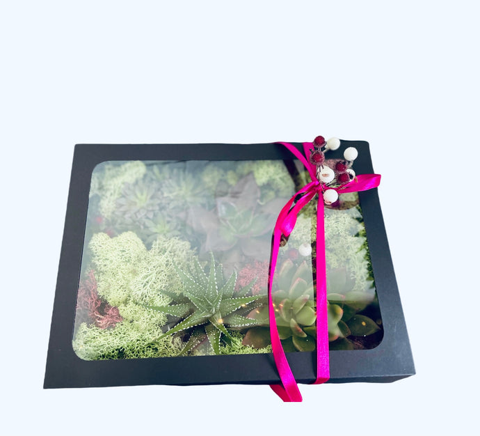 Succulents in a gift box