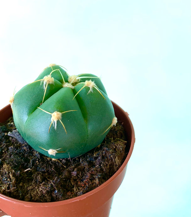 Gymnocalycium Horstii