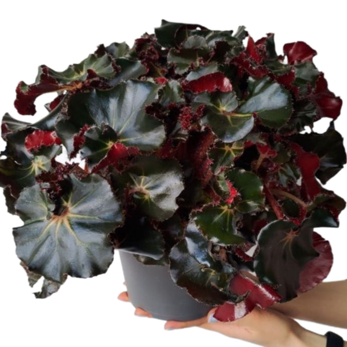 Begonia Black jungle