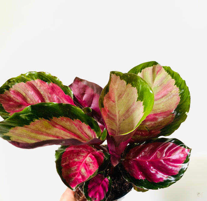 Calathea Rosea 'Princesse Jesie'