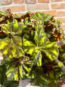 Begonia leaf Zumba