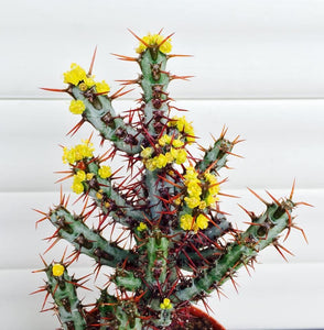 Euphorbia Aruginosa