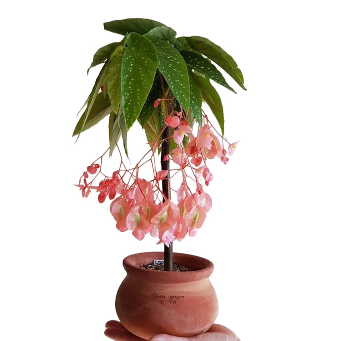 Begonia Tamaya Koralinė begonija