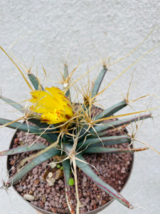 Leuchtenbergia principis