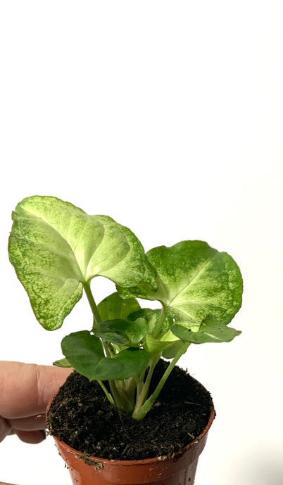 Syngonium white butterfly